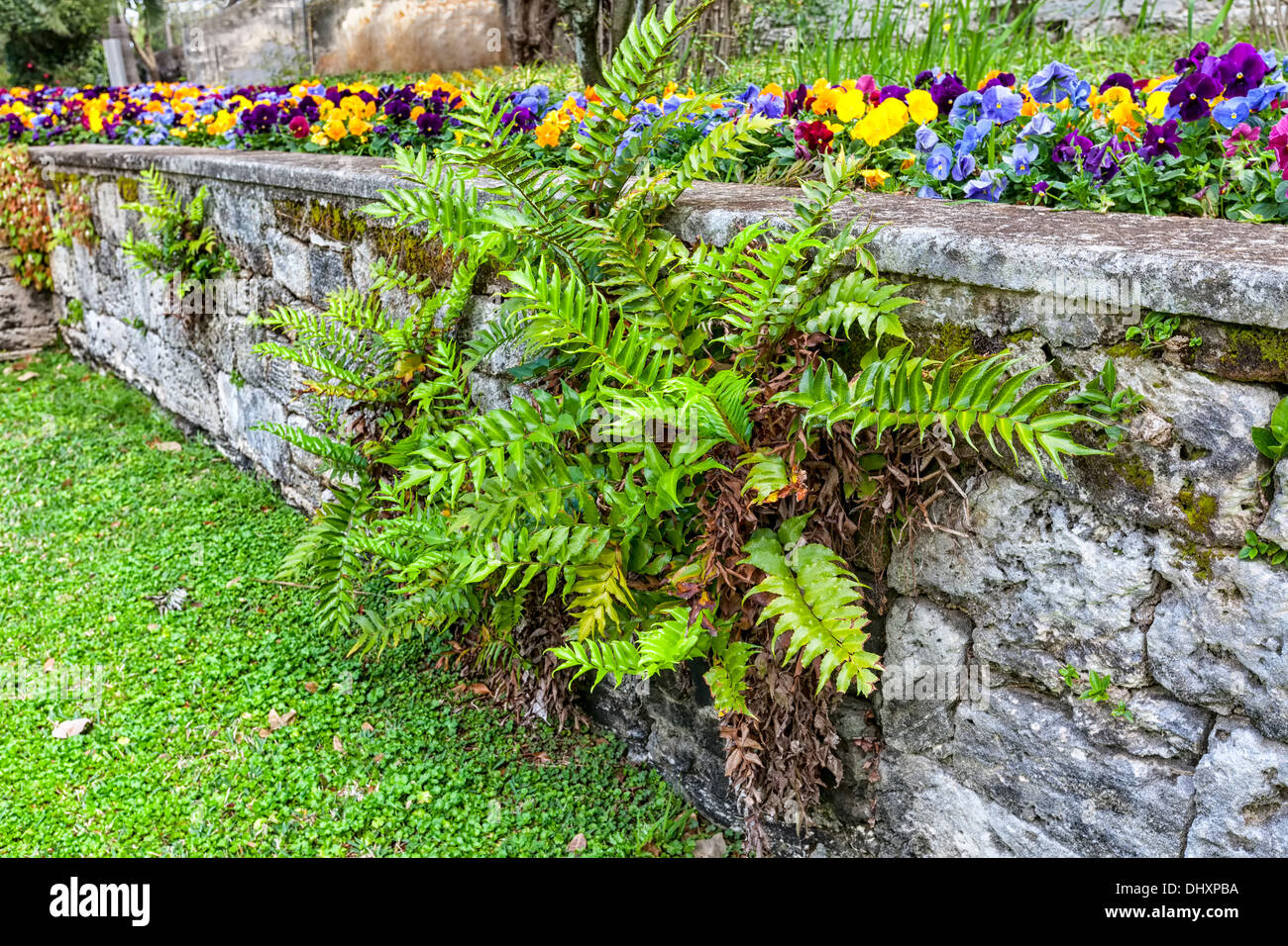 Giardino decorativo fern crescendo in un corallo parete di roccia in un giardino subtropicale. Foto Stock