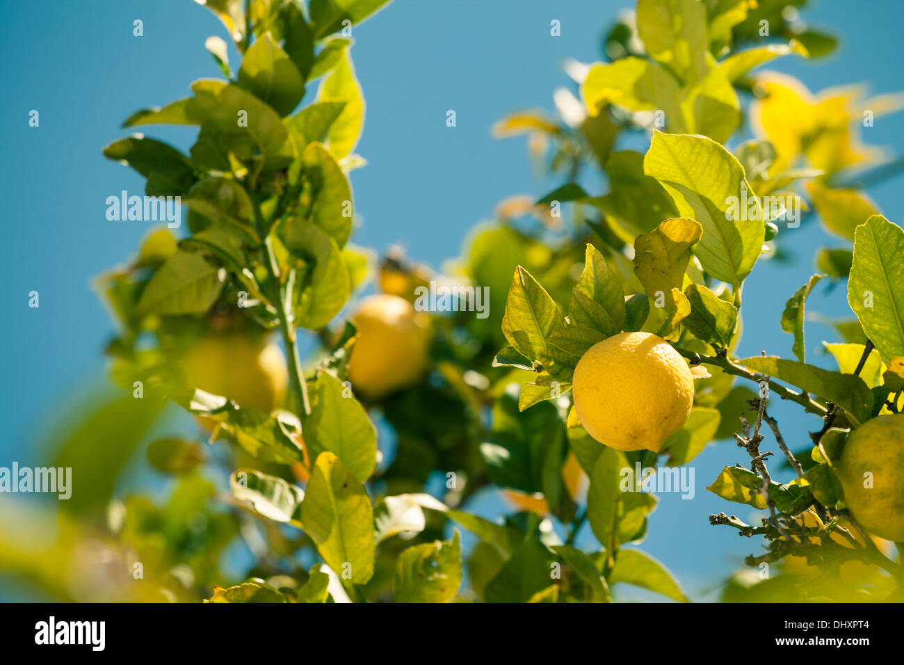 Primo piano della pianta di limone su blue sky in Spagna. Foto Stock