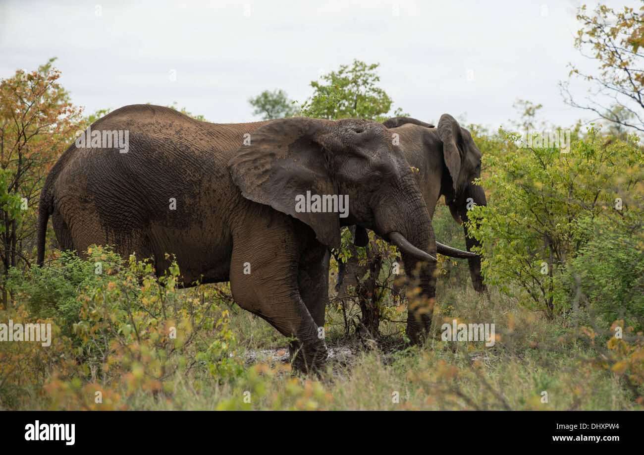 Due tori di elefante scavando in acqua fangosa Foto Stock
