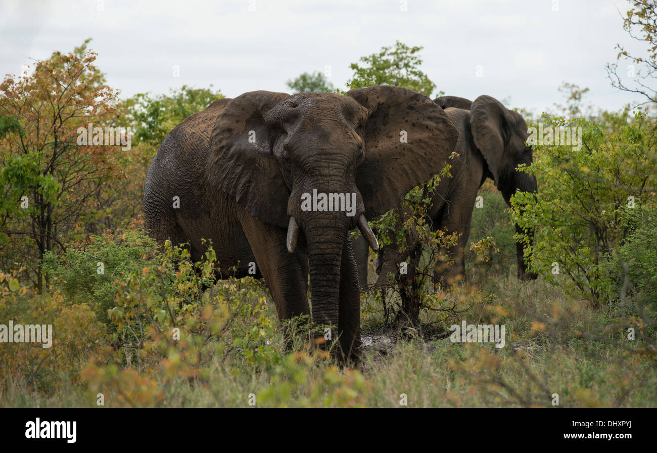 Due tori di elefante in una naturale waterhole e permanente di fronte alla fotocamera Foto Stock
