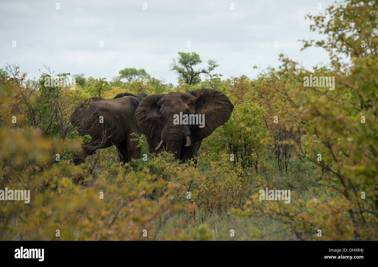 Due tori di elefante in corrispondenza di un foro per l'acqua in alberi di mopane Foto Stock