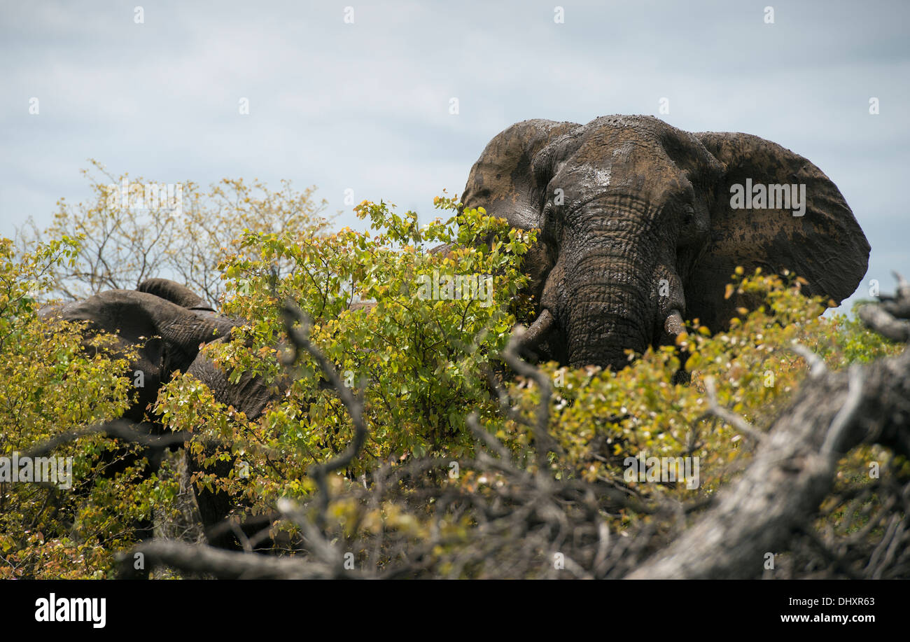 Elefante africano a Bull di fronte alla fotocamera in alberi di mopane Foto Stock