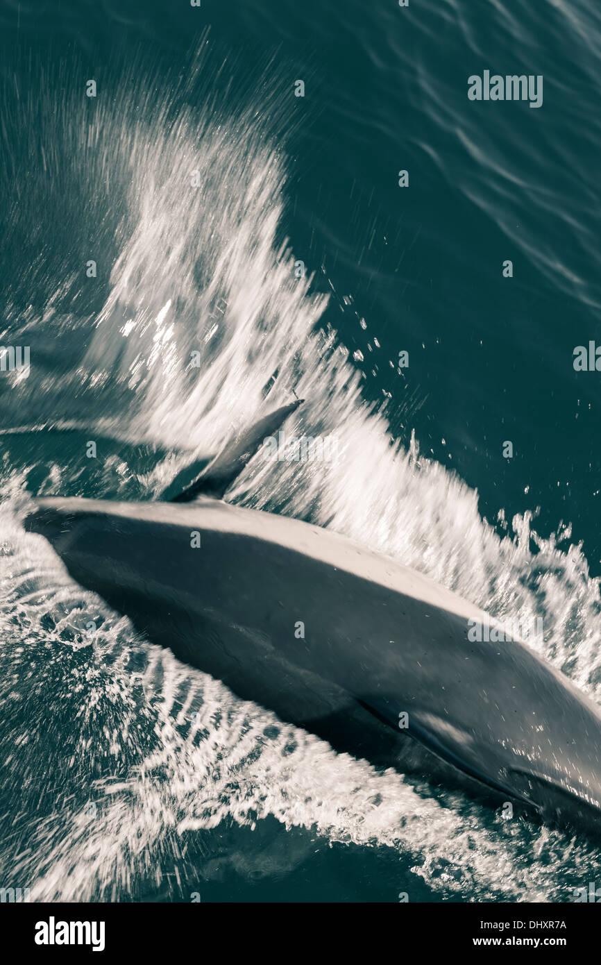 Dolphin nello Stretto di Gibilterra. Foto Stock