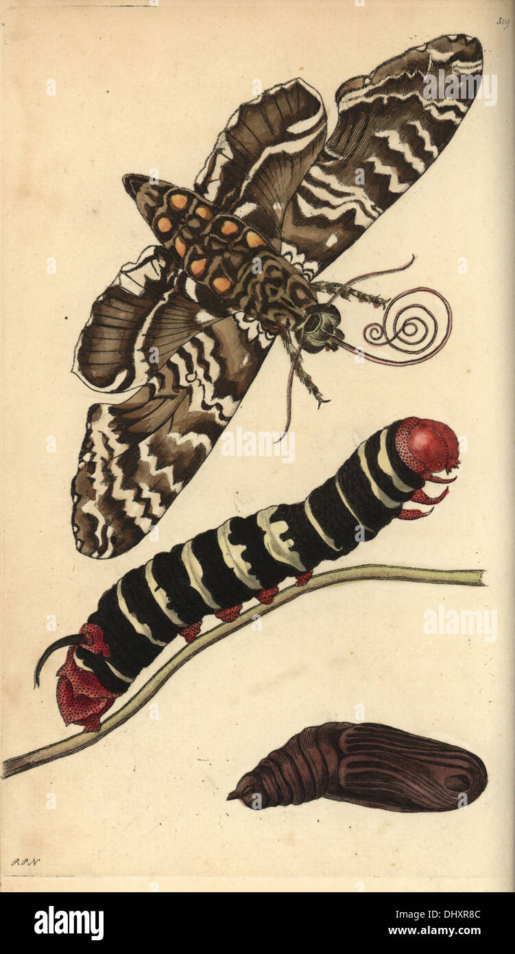 Rustico sphinx moth caterpillar e pupa, Manduchi rustica. Foto Stock