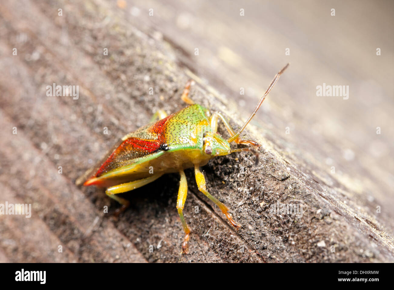 Una foto macro di un verde Stink Bug / Verde Soldier Bug / Acrosternum Hilare Foto Stock