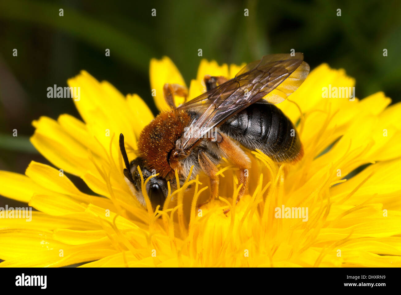 Ape su un fiore giallo (tarassaco) raccogliendo miele Foto Stock