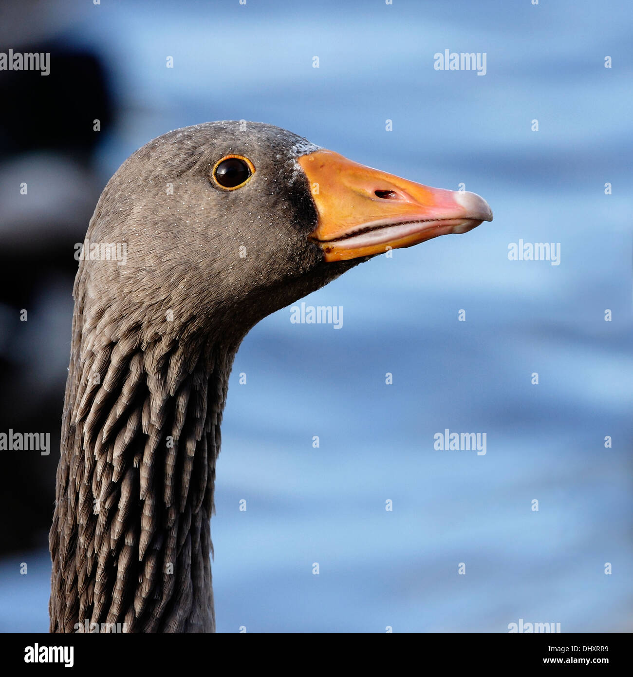 Un ritratto di un avviso cercando Graylag Goose (Anser anser). Foto Stock