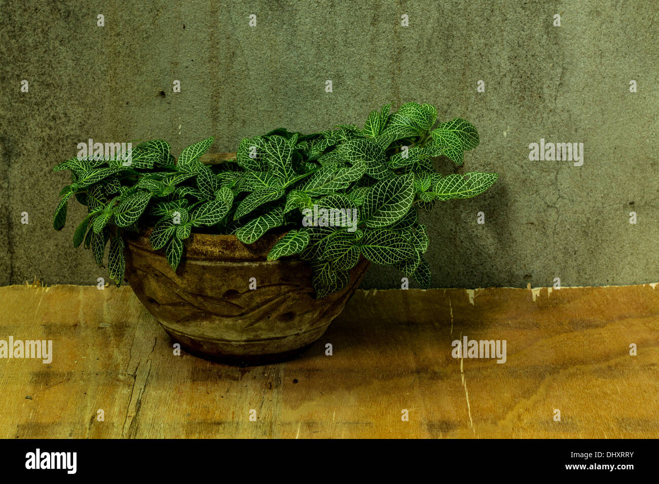 Still Life , striped foglie di piante ornamentali Foto Stock
