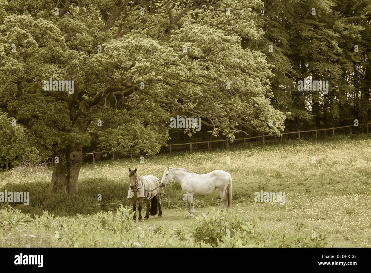 I cavalli vicino a Hutton Le foro nel North Yorkshire Moors. Foto Stock