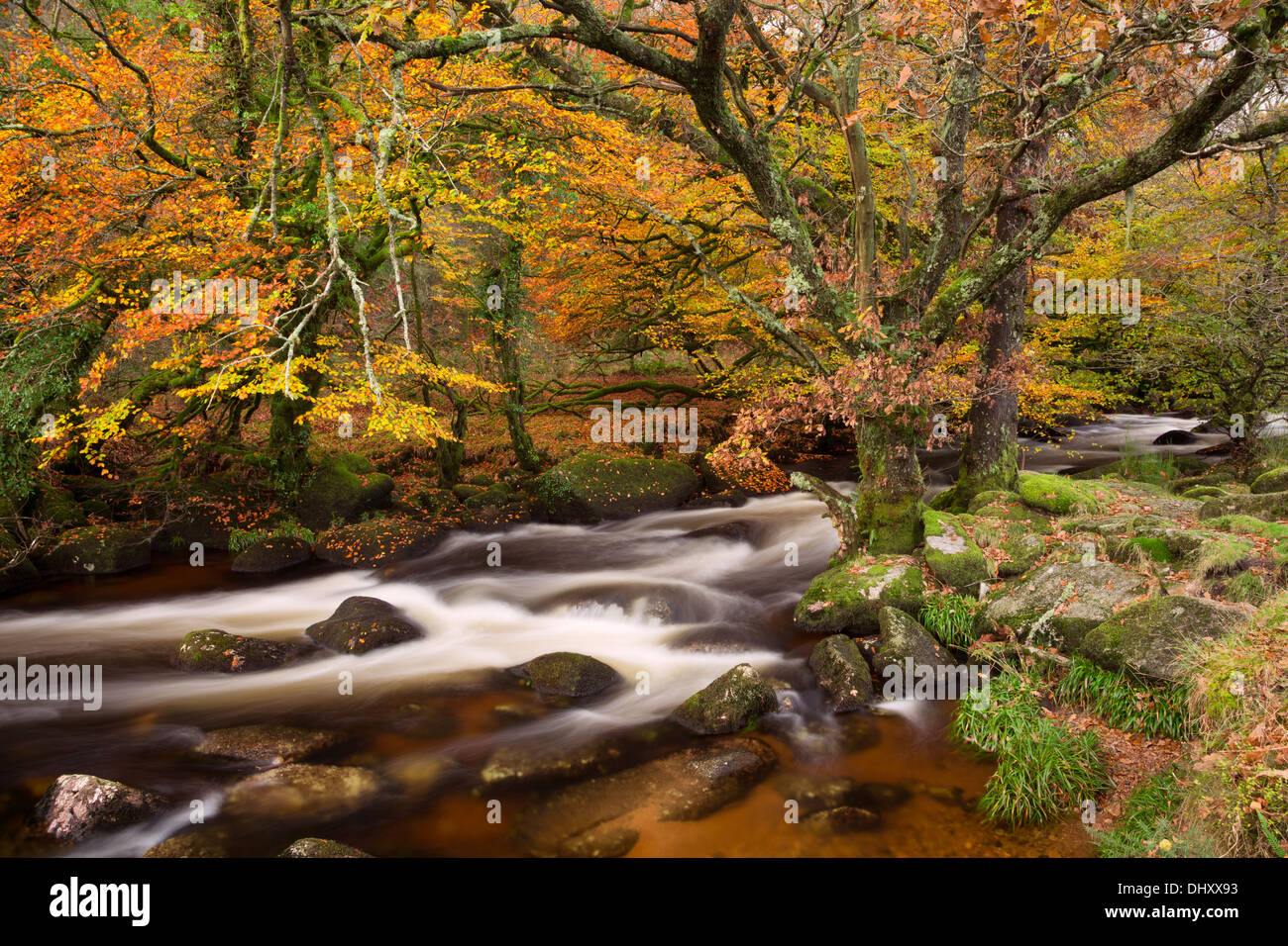 Il est fiume Dart In autunno del Parco Nazionale di Dartmoor Devon UK Foto Stock