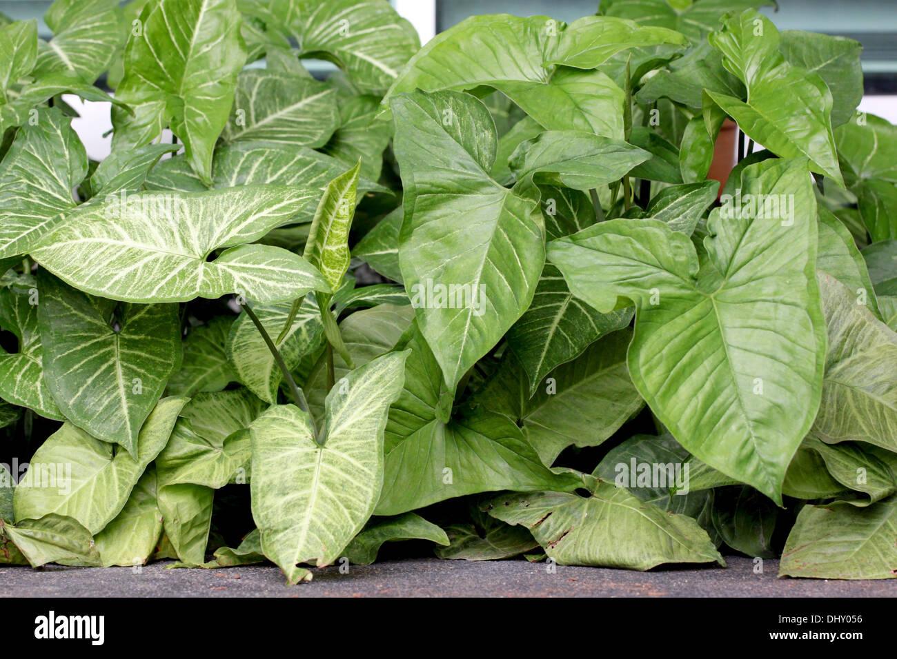 Caladium verde nel cortile di sfondo. Foto Stock