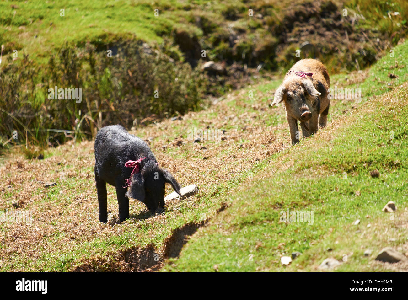 Suini su terreno coltivato nelle Ande peruviane, Sud America. Foto Stock