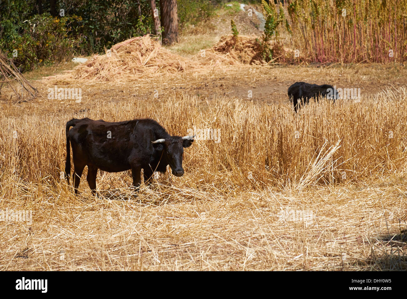 Vacche su terreni agricoli nelle Ande peruviane, Sud America. Foto Stock