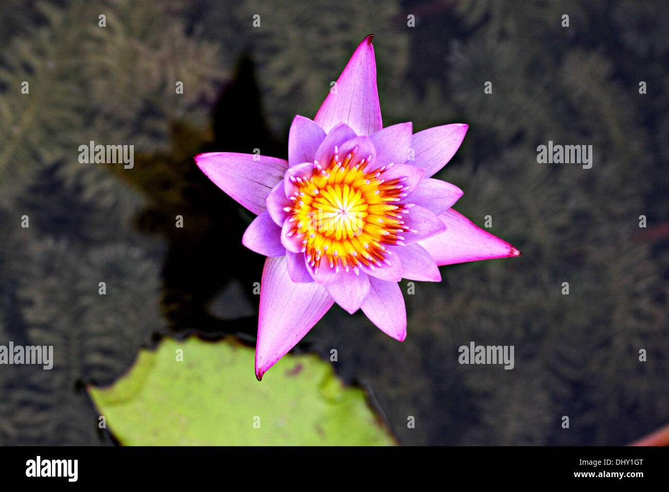 La Violetta lotus nel fuoco di Alta Vista. Foto Stock