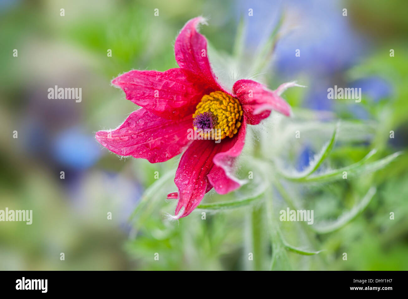 Molla singola rosso "Pasque Flower Foto Stock