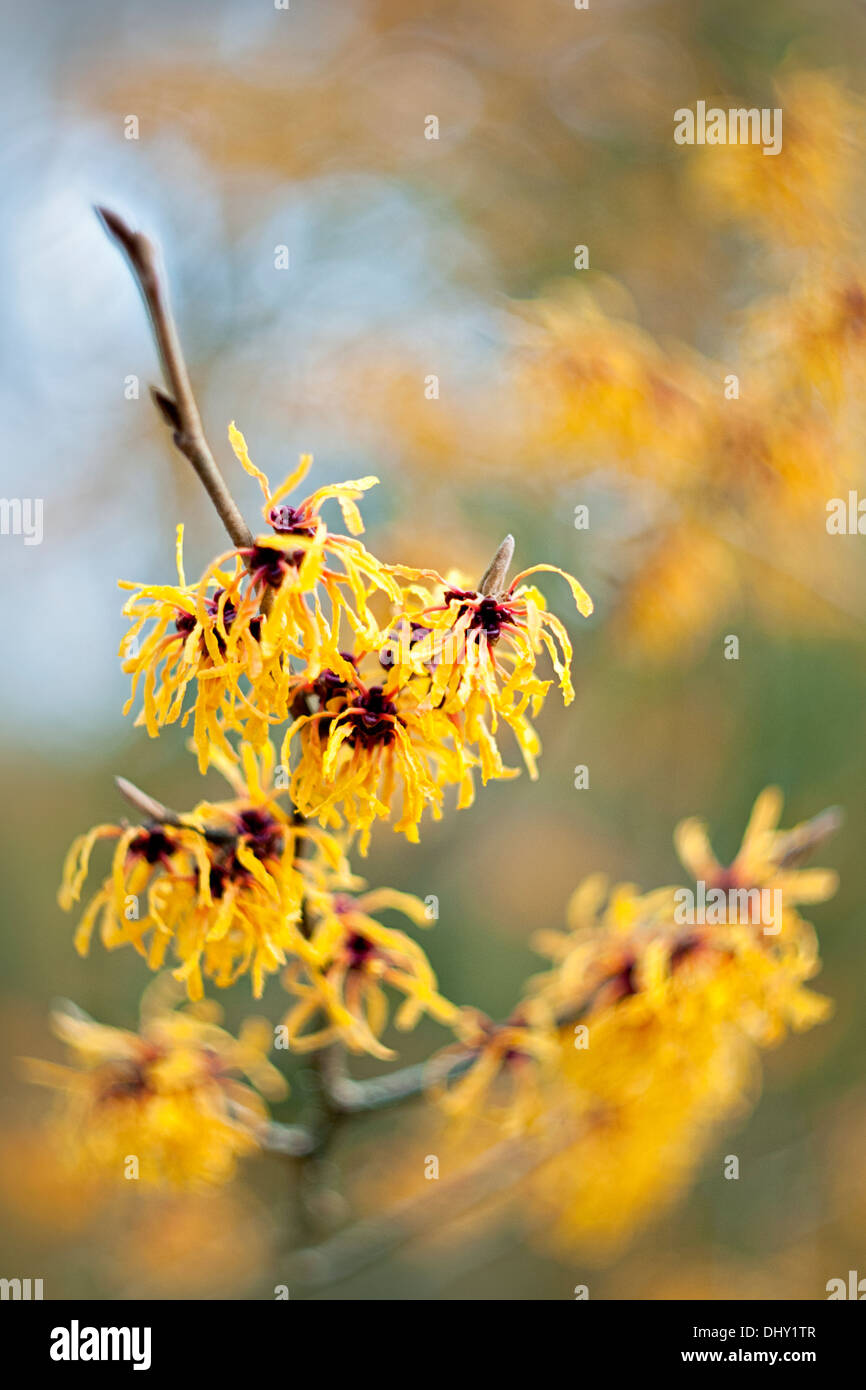 Hamamelis x intermedia 'Pallida' - giallo Amamelide fiori di primavera Foto Stock