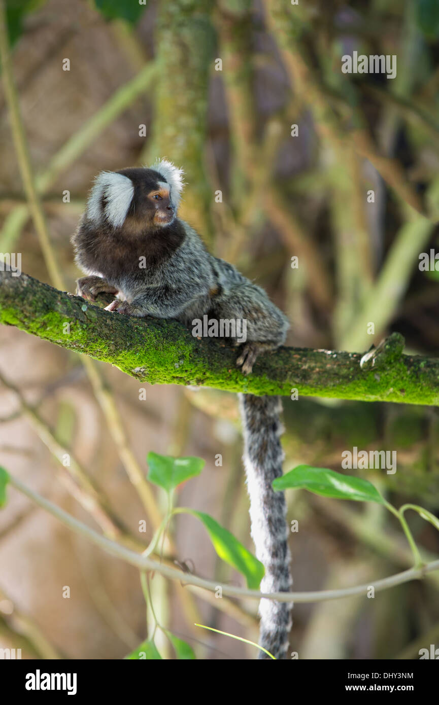 Comune (marmoset Callithrix jacchus), stato di Rio de Janeiro, Brasile Foto Stock