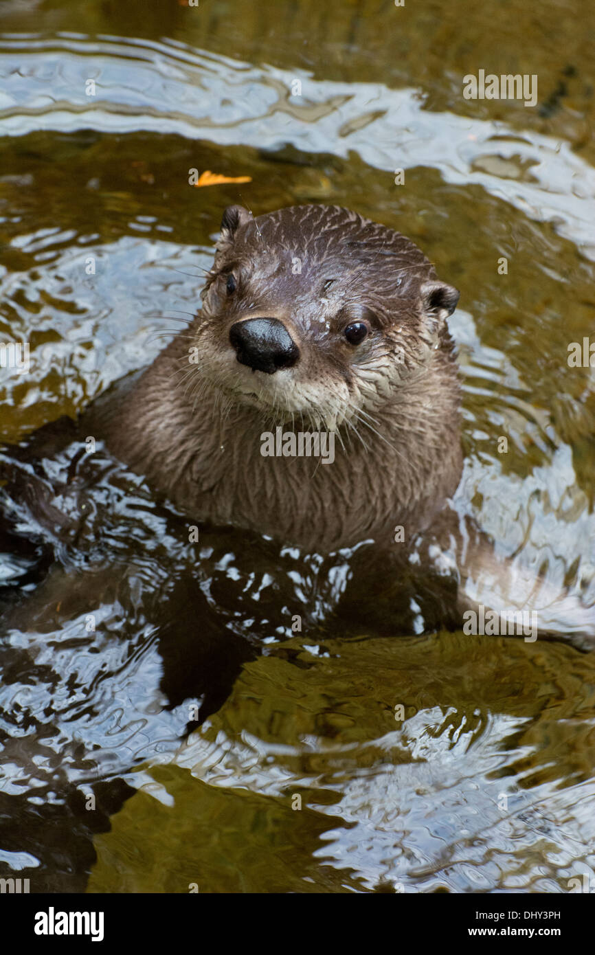 Close-up di una Lontra di fiume nordamericana. Foto Stock