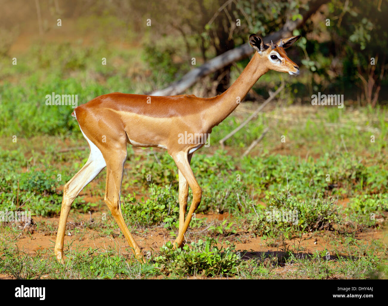 Gerenuk (Litocranius walleri), Samburu riserva nazionale, Kenya Foto Stock