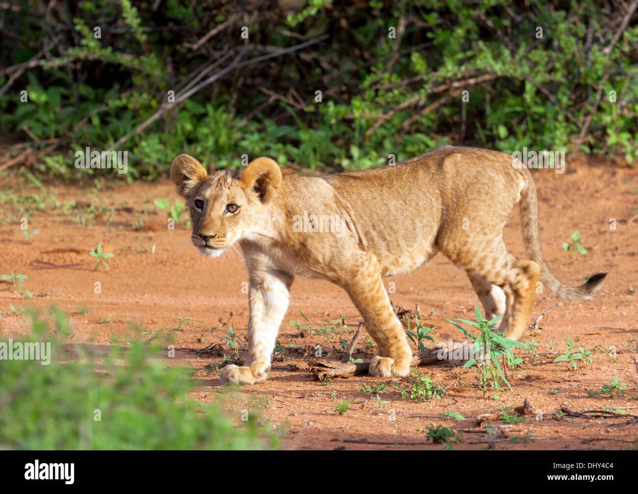 Lion (Pantera Leo), Samburu riserva nazionale, Kenya Foto Stock