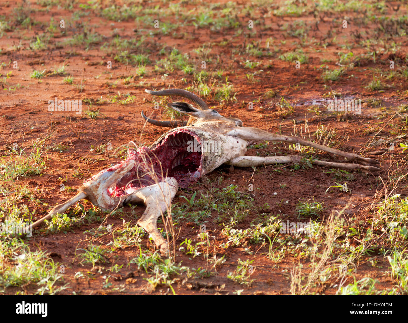 Ucciso antilope, Samburu riserva nazionale, Kenya Foto Stock
