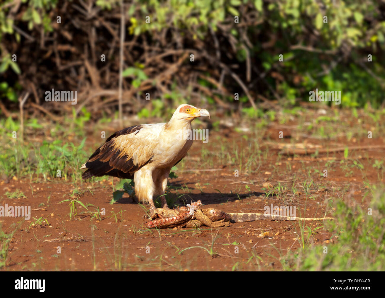 Bruno Eagle (Aquila rapax) con una lucertola, Samburu riserva nazionale, Kenya Foto Stock
