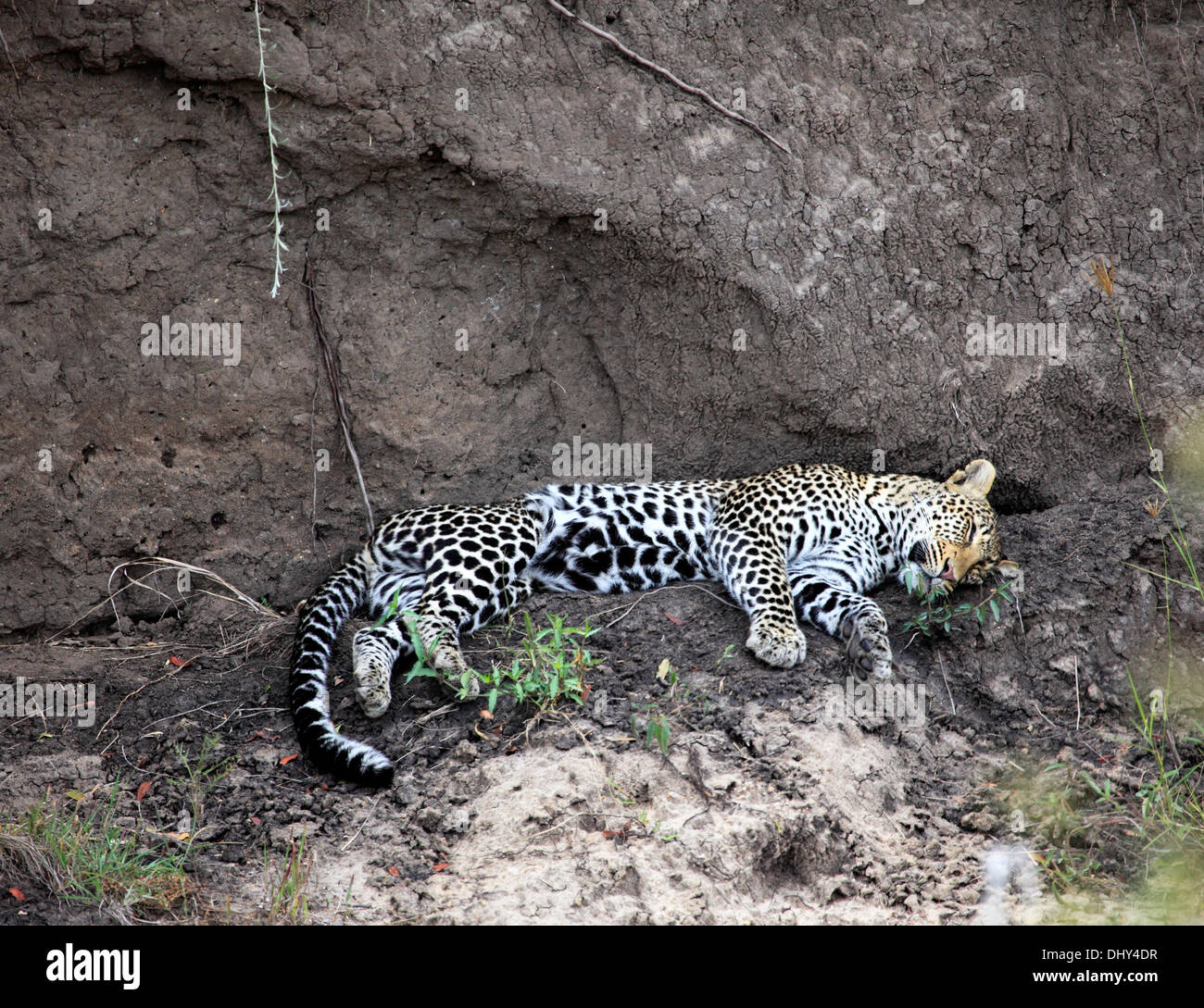 Leopard (Panthera pardus), il Masai Mara riserva nazionale, Kenya Foto Stock