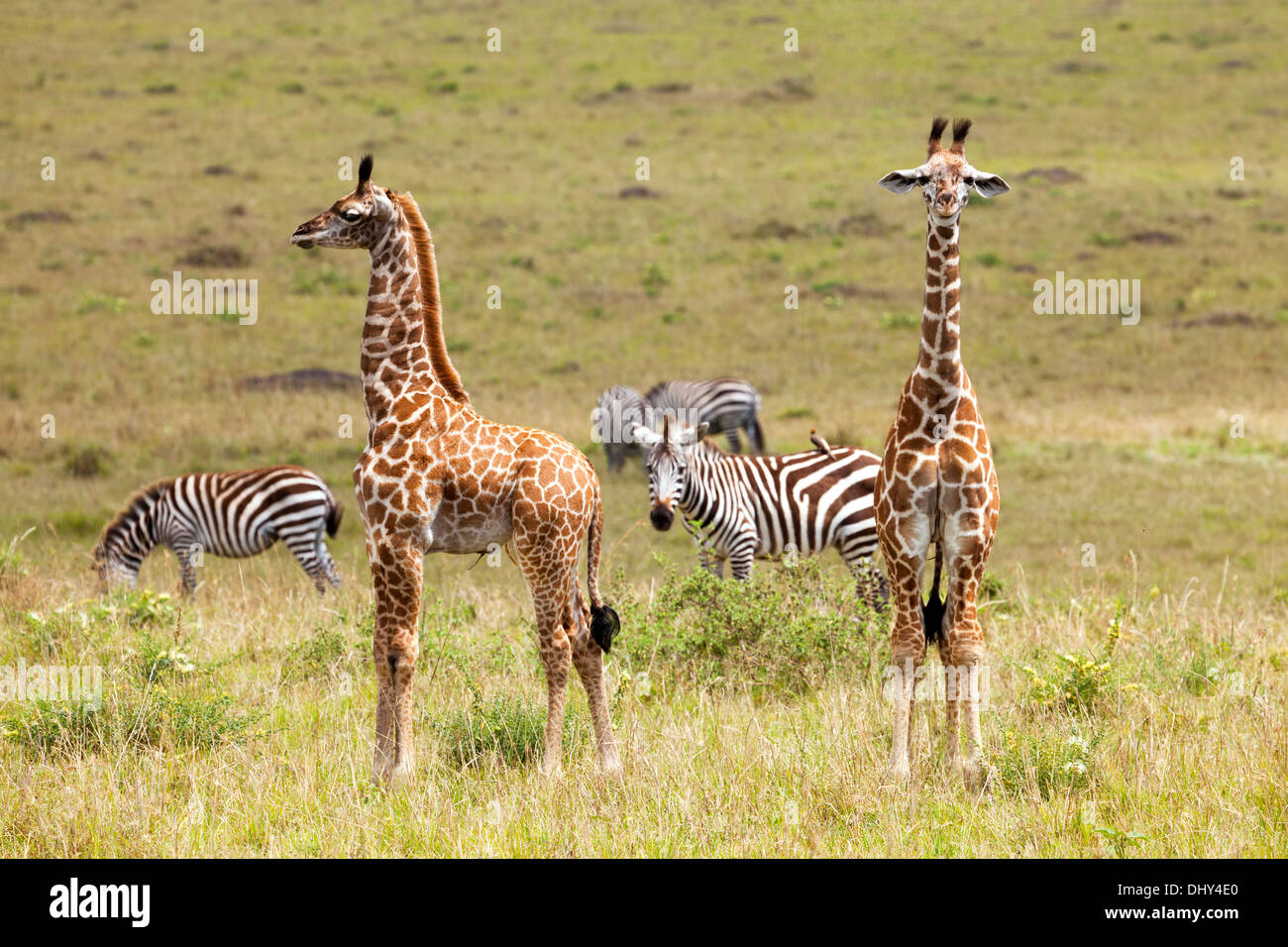Masai Giraffe (Giraffa camelopardalis tippelskirchi), il Masai Mara riserva nazionale, Kenya Foto Stock