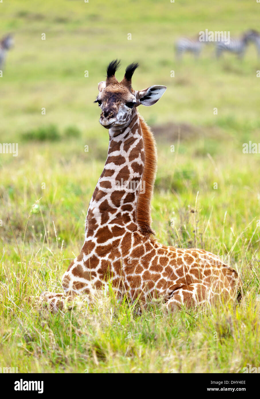 Masai Giraffe (Giraffa camelopardalis tippelskirchi), il Masai Mara riserva nazionale, Kenya Foto Stock