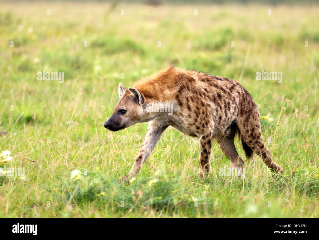Spotted hyena (Crocuta crocuta), il Masai Mara riserva nazionale, Kenya Foto Stock