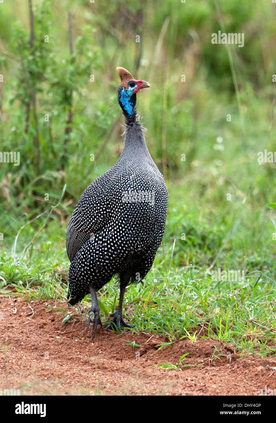 Helmeted Faraone (Numida meleagris), il Masai Mara riserva nazionale, Kenya Foto Stock