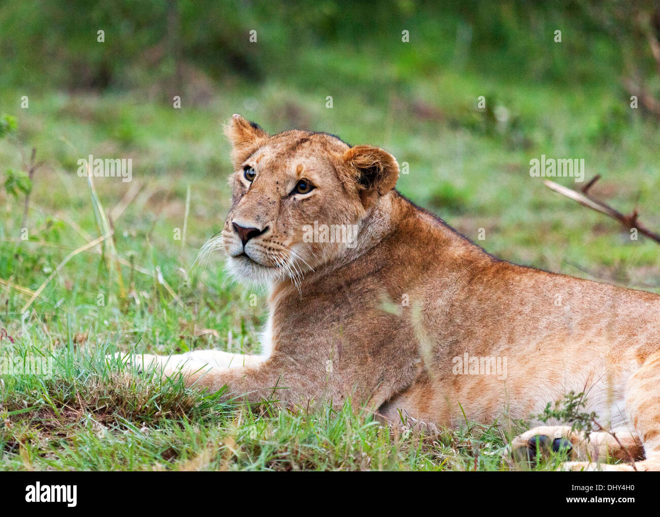 Lion (Pantera Leo), il Masai Mara riserva nazionale, Kenya Foto Stock