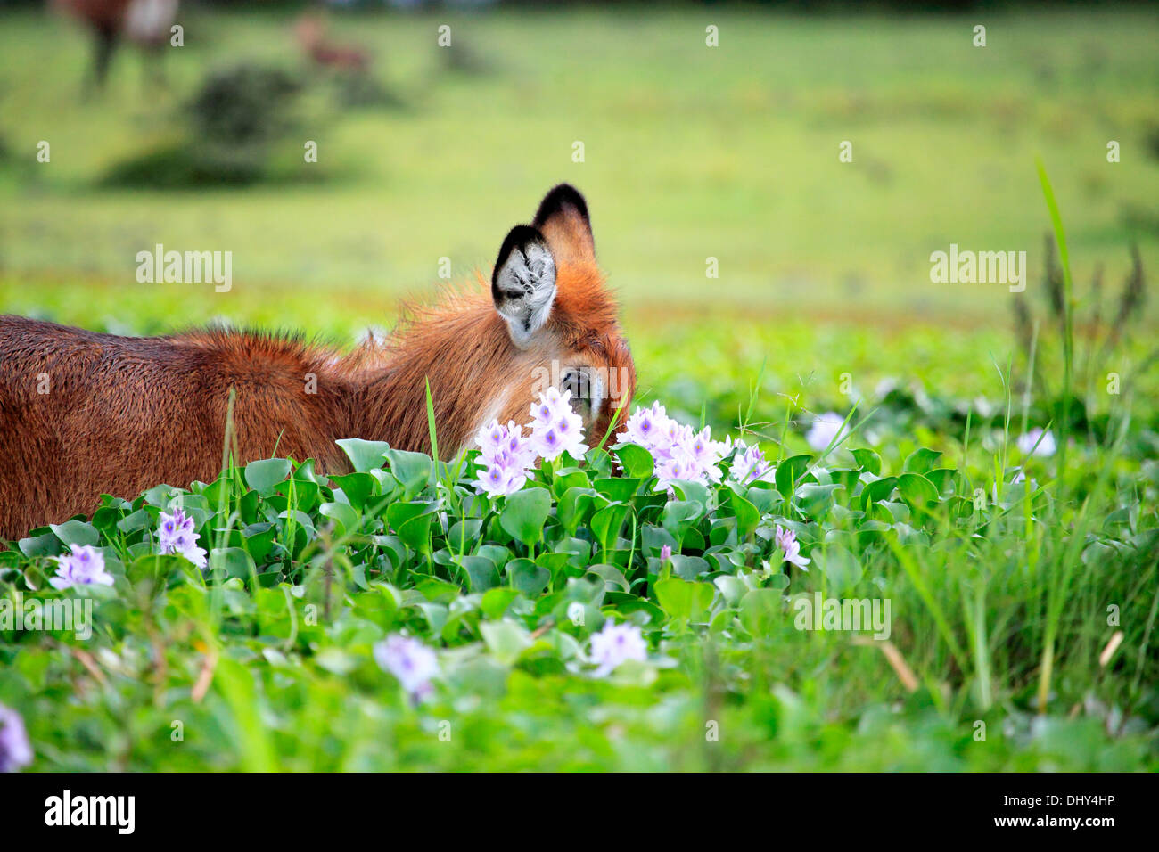 Waterbuck (Kobus ellipsiprymnus), il lago Naivasha, Nakuru County, Kenya Foto Stock