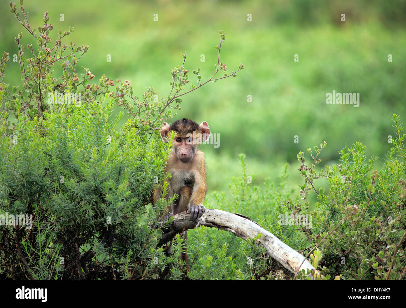 Babbuino oliva (papio anubis), Amboseli National Park, Kenya Foto Stock