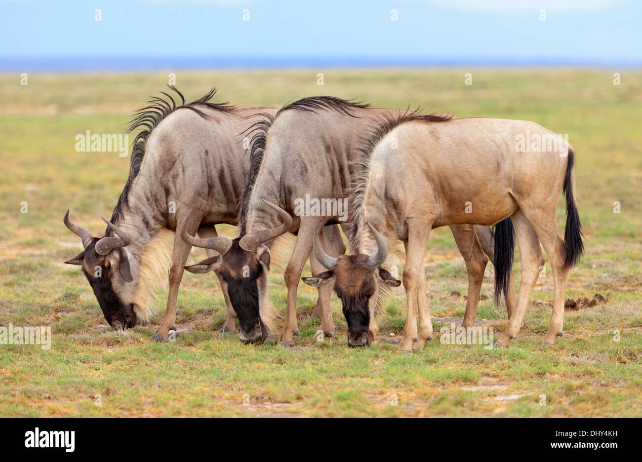 Blue GNU (Connochaetes taurinus), Amboseli National Park, Kenya Foto Stock