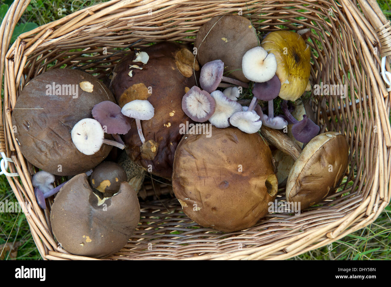 Fungo rovistando su un vecchio paesaggistici miniera di carbone a Radstock, Somerset, Regno Unito con Kris Mouse (manto verde) e Fraser Christian (Camouflage) Foto Stock