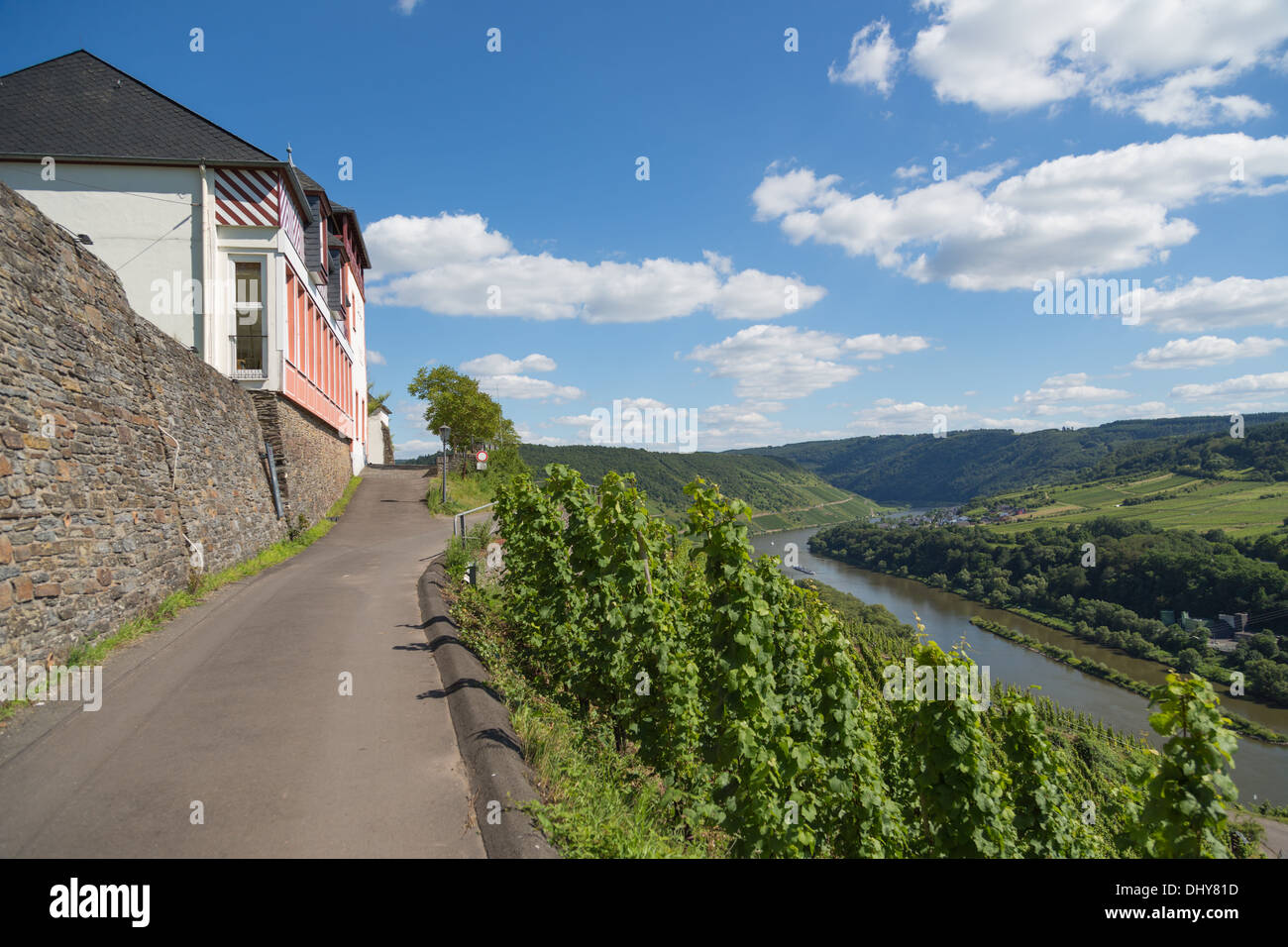 Vigneti lungo il tedesco fiume Moselle Foto Stock