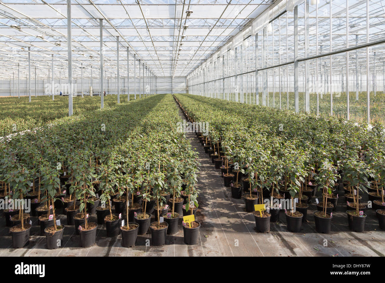 La coltivazione di piante di fucsia in una serra olandese Foto Stock