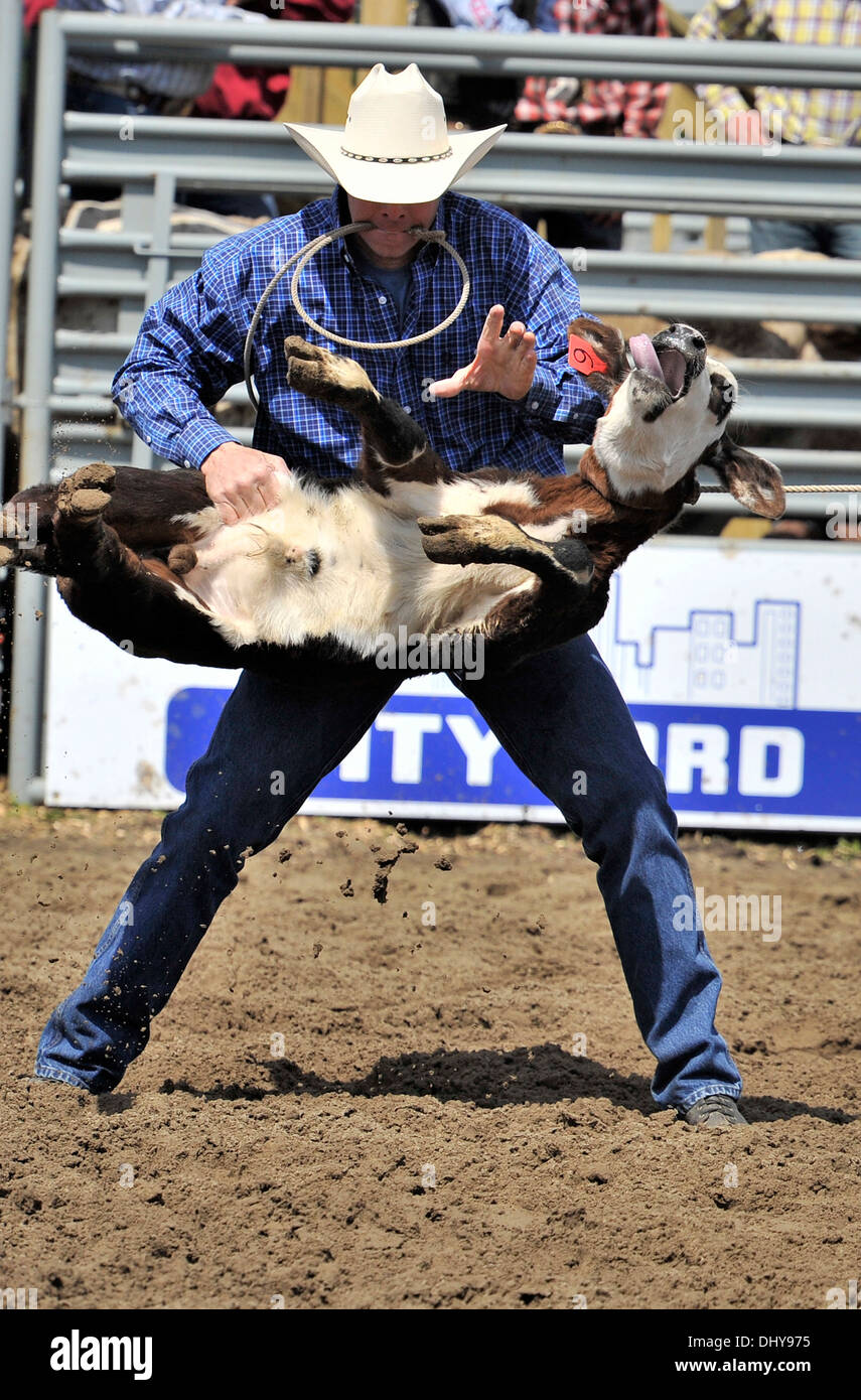 Un cowboy getta un vitello a un tirante verso il basso roping evento presso un'Alberta rodeo. Foto Stock