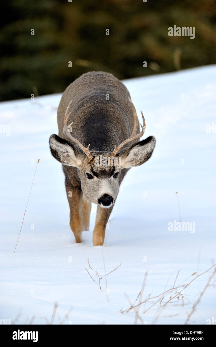 Un giovane Mule Deer buck a camminare in avanti con la sua testa in basso Foto Stock