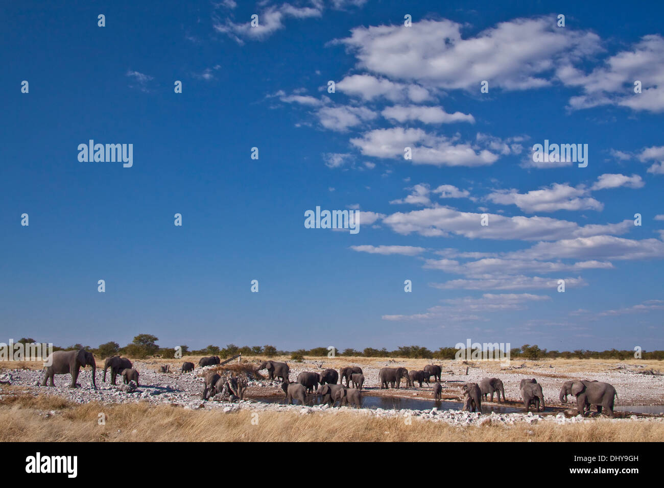 Gli elefanti di bere Foto Stock