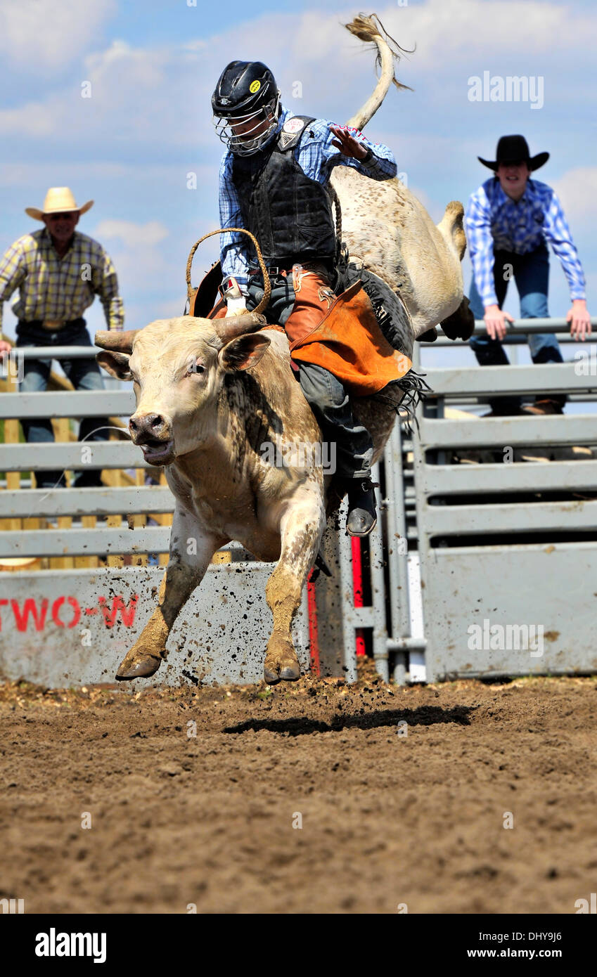 Un rodeo strappi bull strappi duri cercando di spostare il suo pilota al rodeo evento in Alberta Canada. Foto Stock