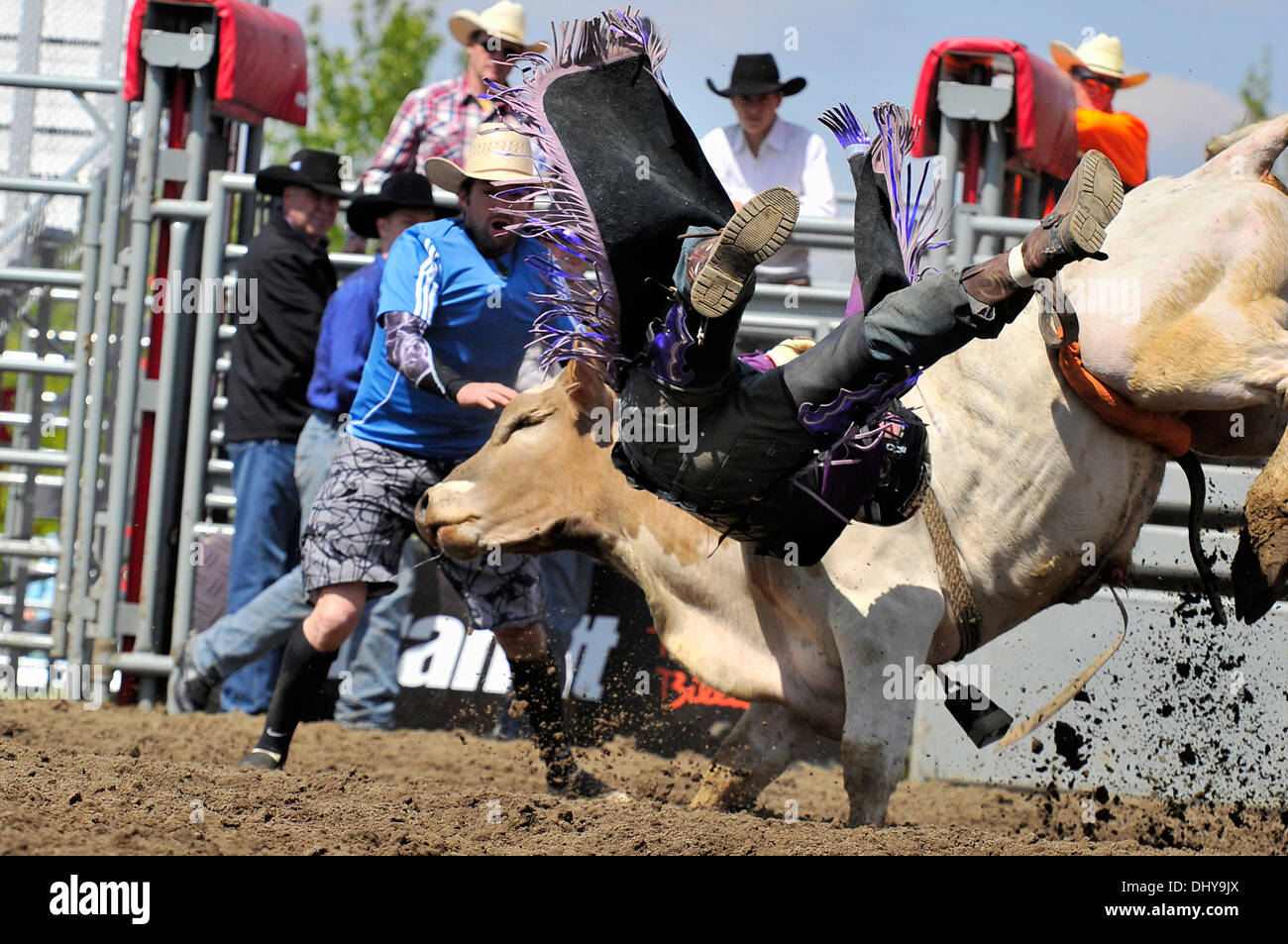 Un toro di equitazione contestant getting contrastato da un rodeo strappi bull a un Alberta rodeo. Foto Stock