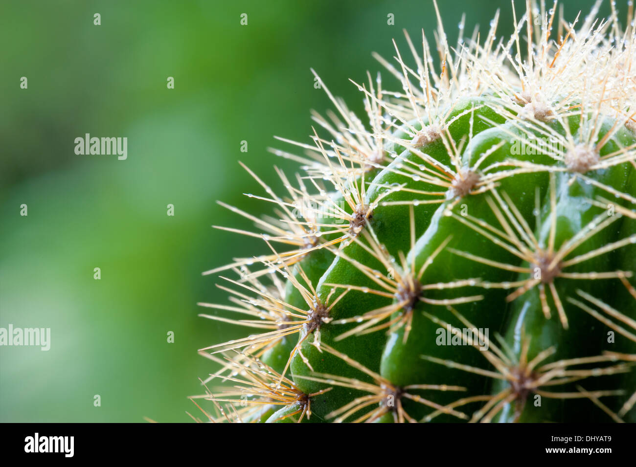 Chiudere fino a Garden Cactus - Immagine di stock Foto Stock