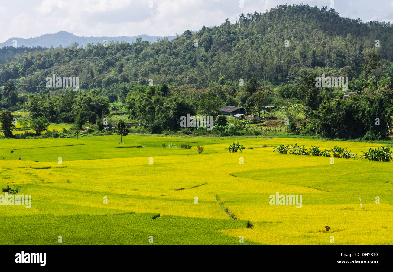 Riso dorato campo nei pressi di montagna in Chiangmai Thailandia Foto Stock