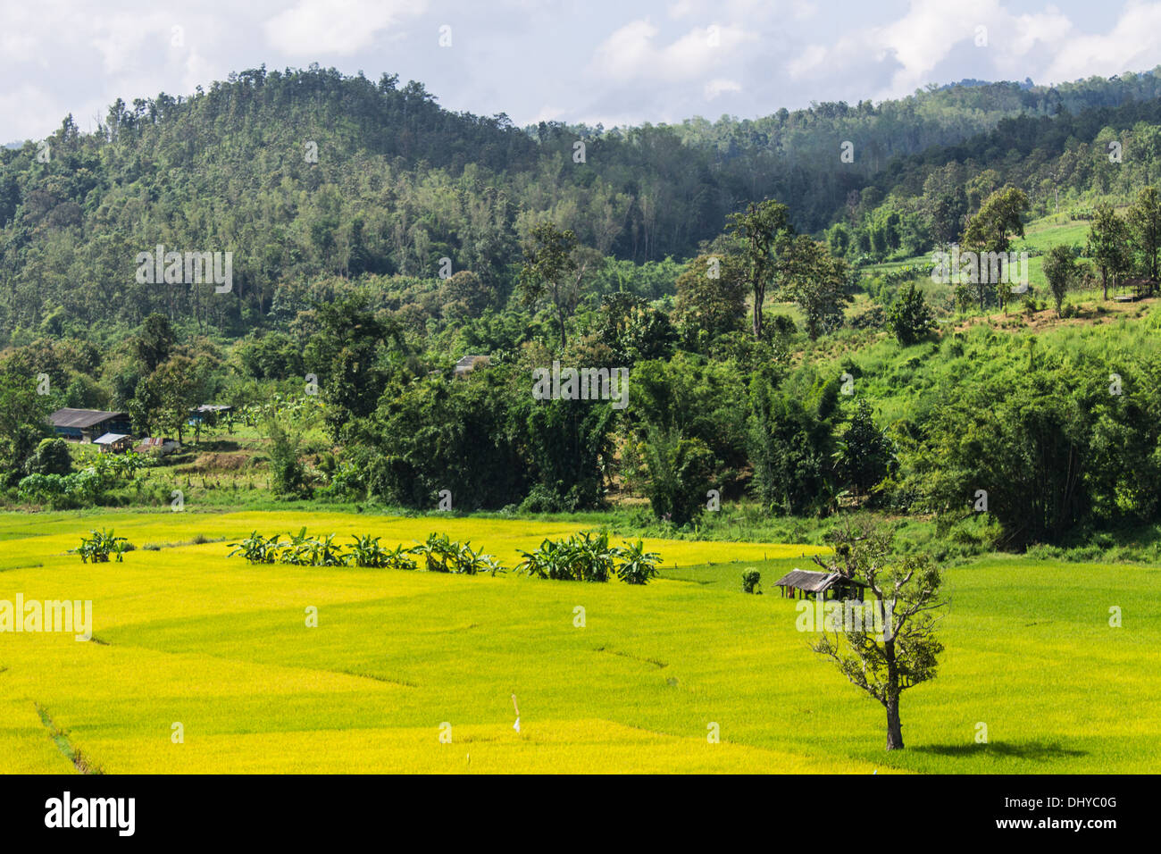 Riso dorato campo nei pressi di montagna in Chiangmai Thailandia Foto Stock