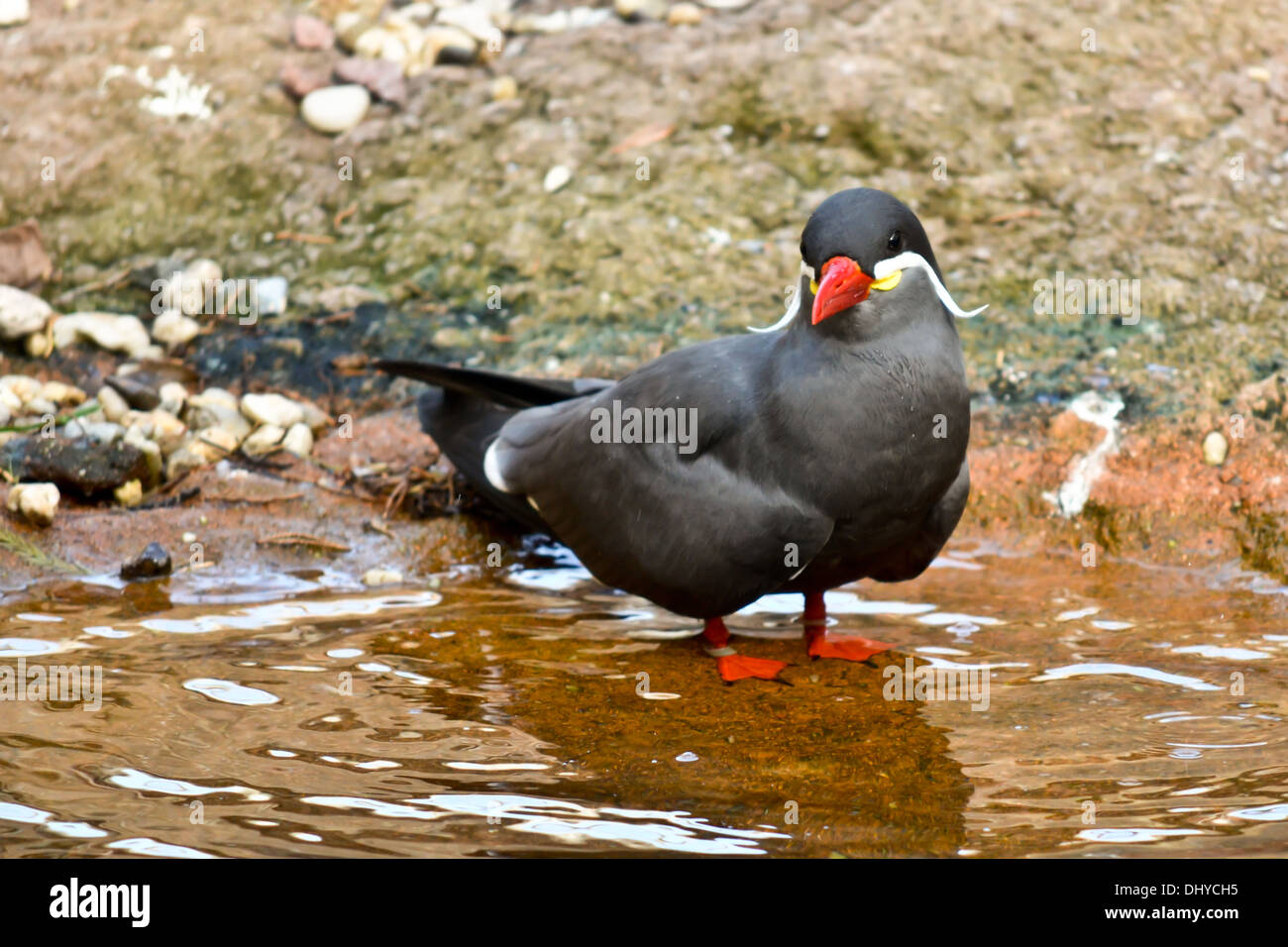 Sterna inca Foto Stock