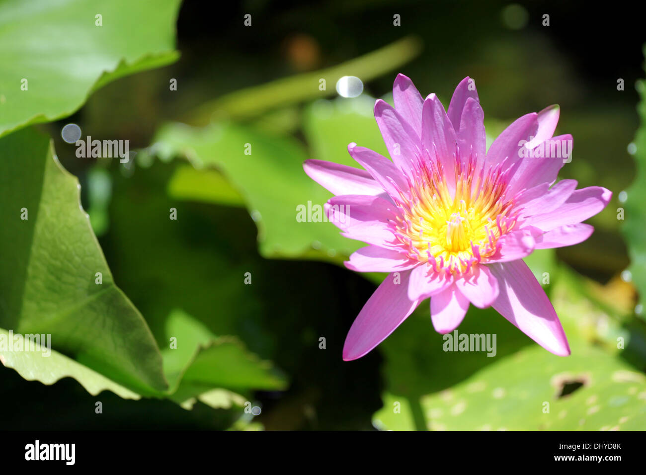 L'altezza di visualizzazione lotus rosa in piscina. Foto Stock