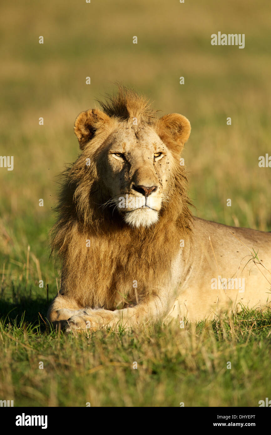 Mascotte del leone - Animali della giungla 