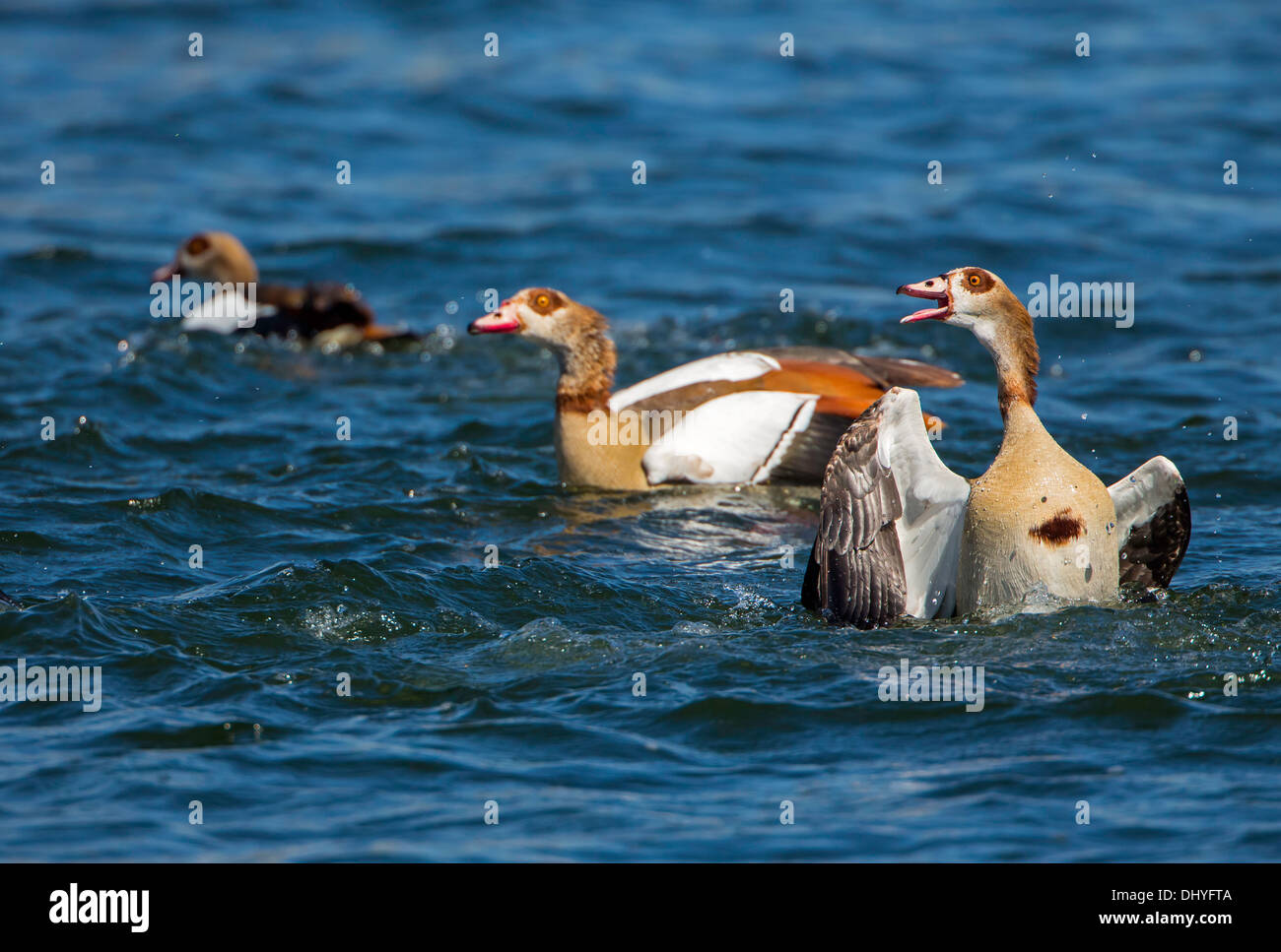 Oca egiziana interazione Foto Stock